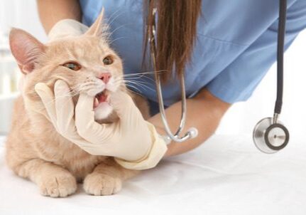 veterinarian examining a cats teeth