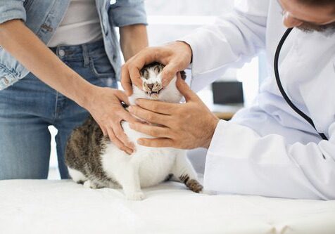 veterinarian examining a cats teeth