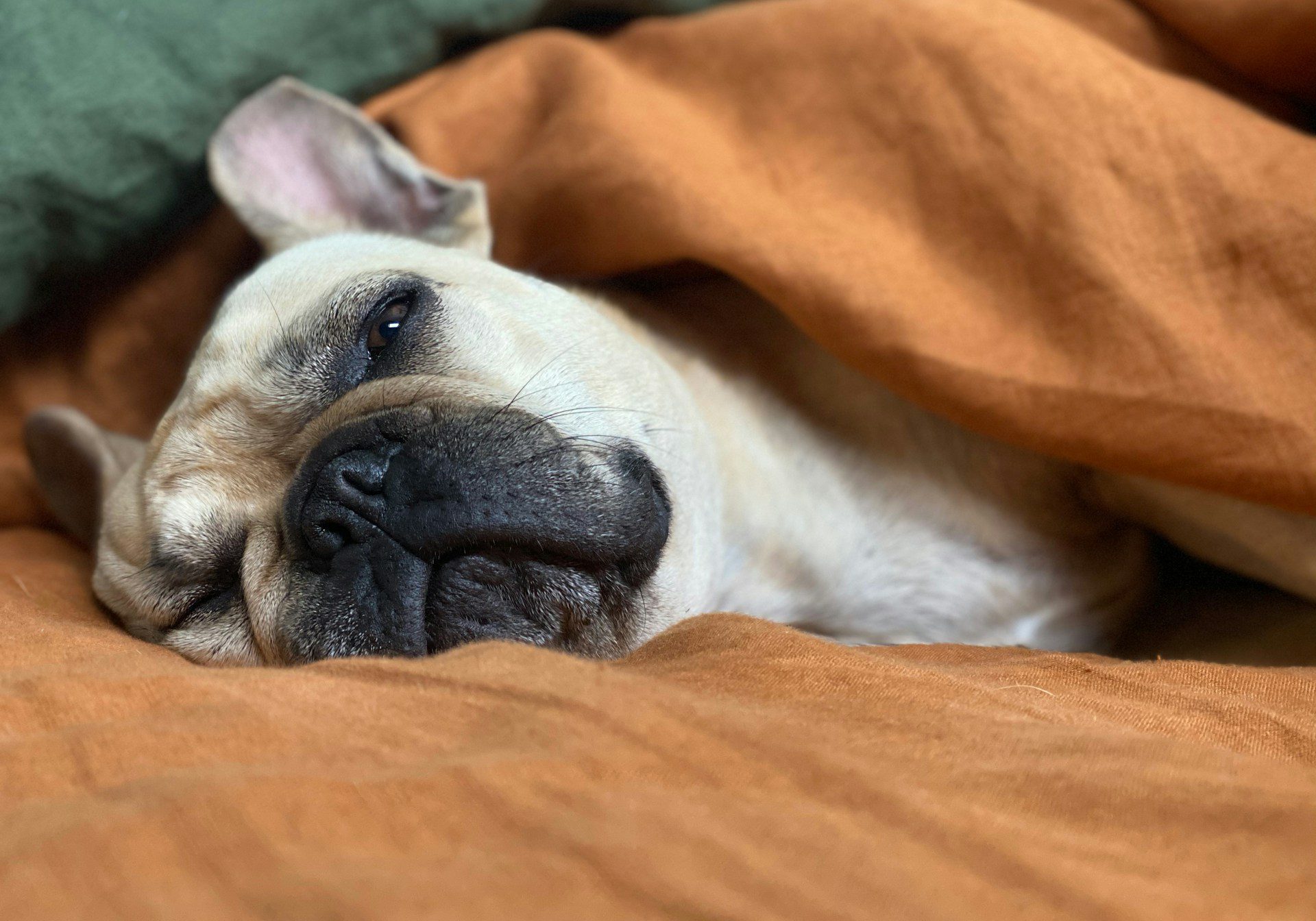 tan and black dog taking a nap under an orange blanket