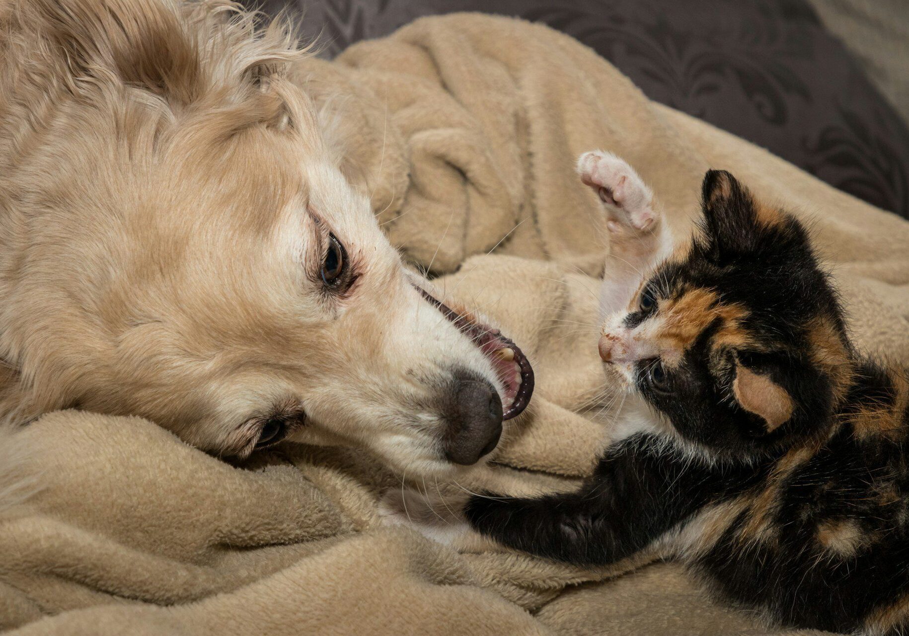 dog and kitten playing together on a blanket