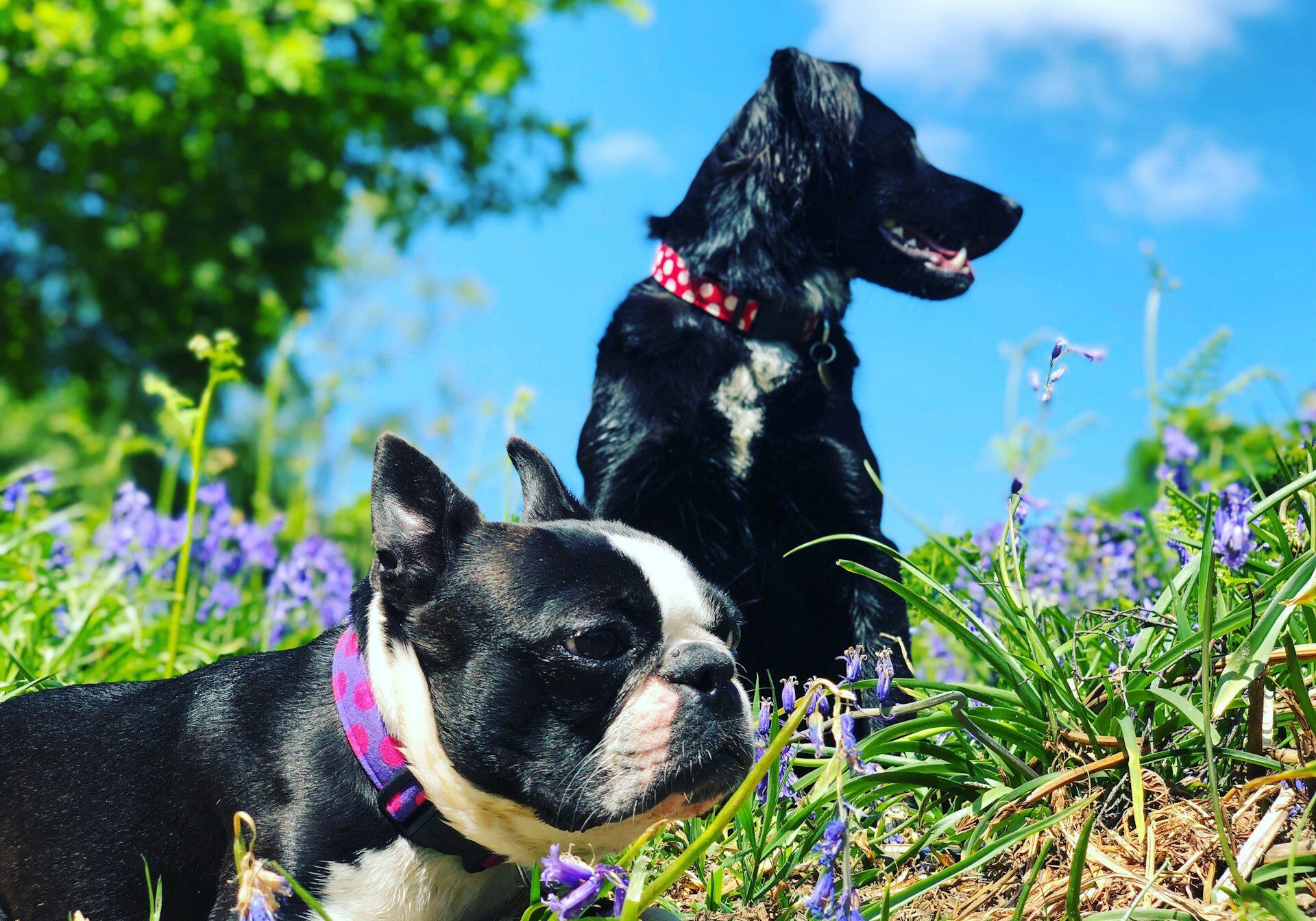 two dogs on a walk with their owner and relaxing in the grass
