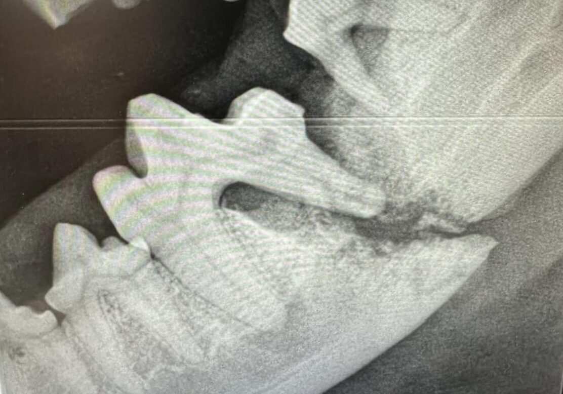 close up of an X-ray of a jaw fracture in dogs