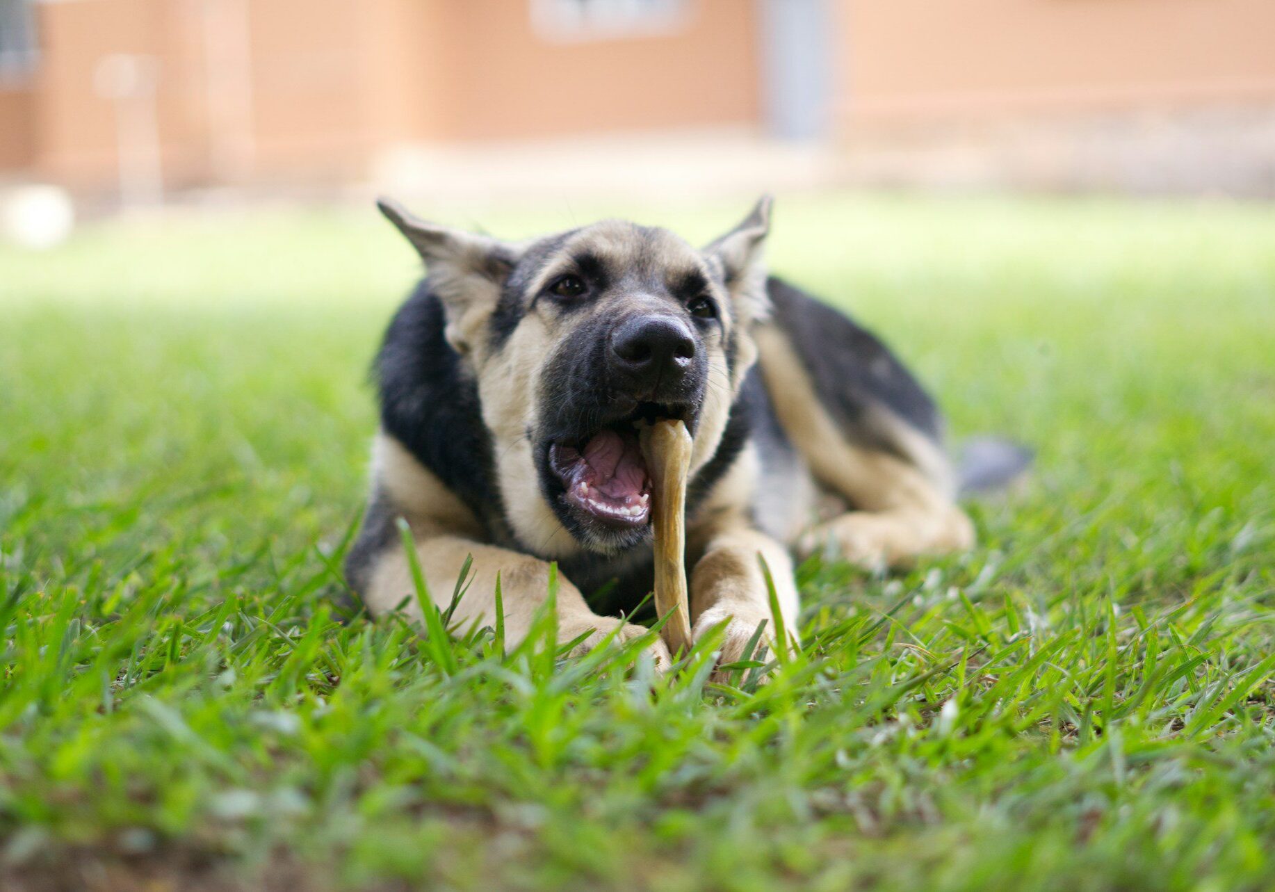 dog chewing on a toy while laying down in the grass