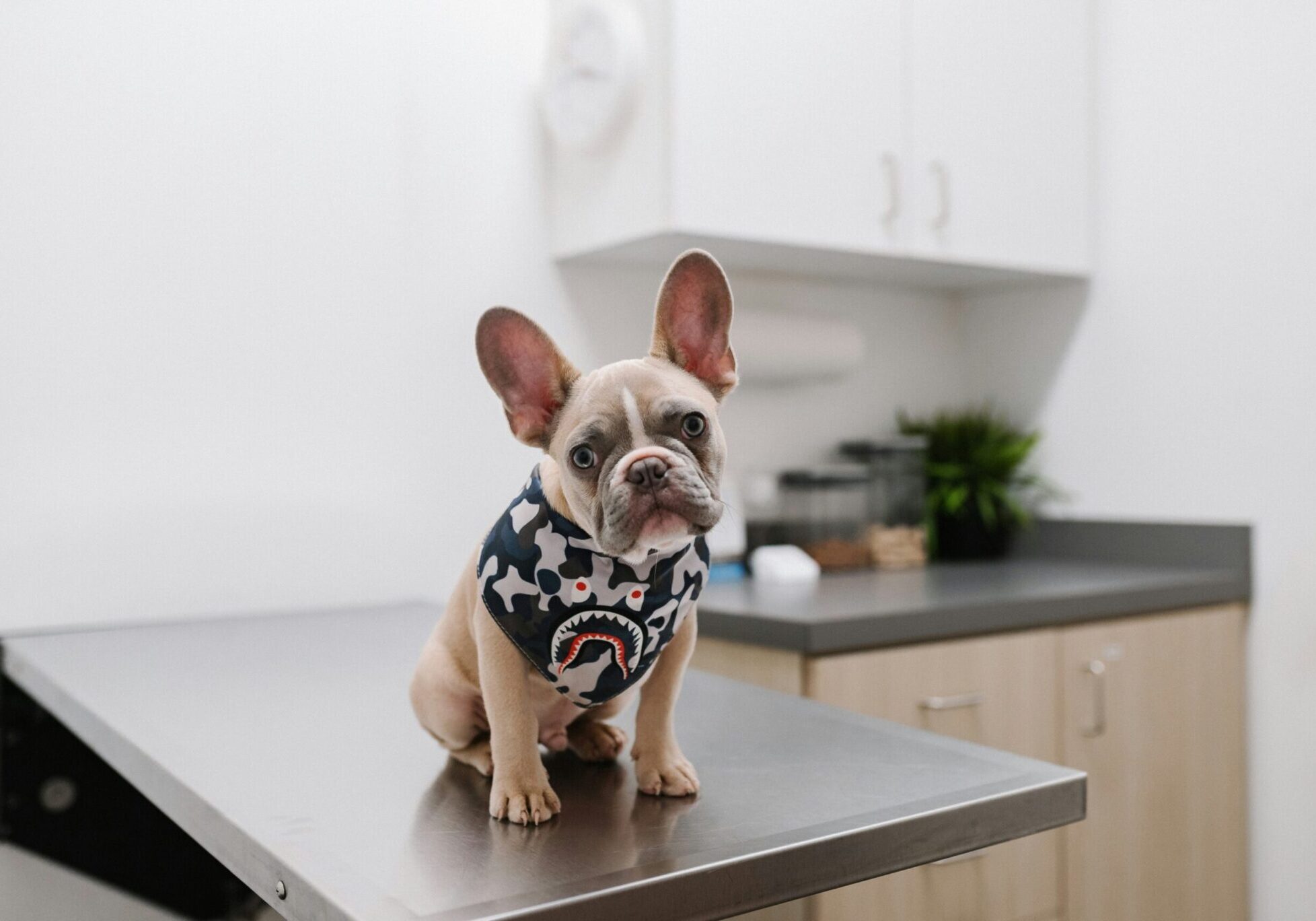 small puppy wearing a sweater in the exam room at the animal hospital