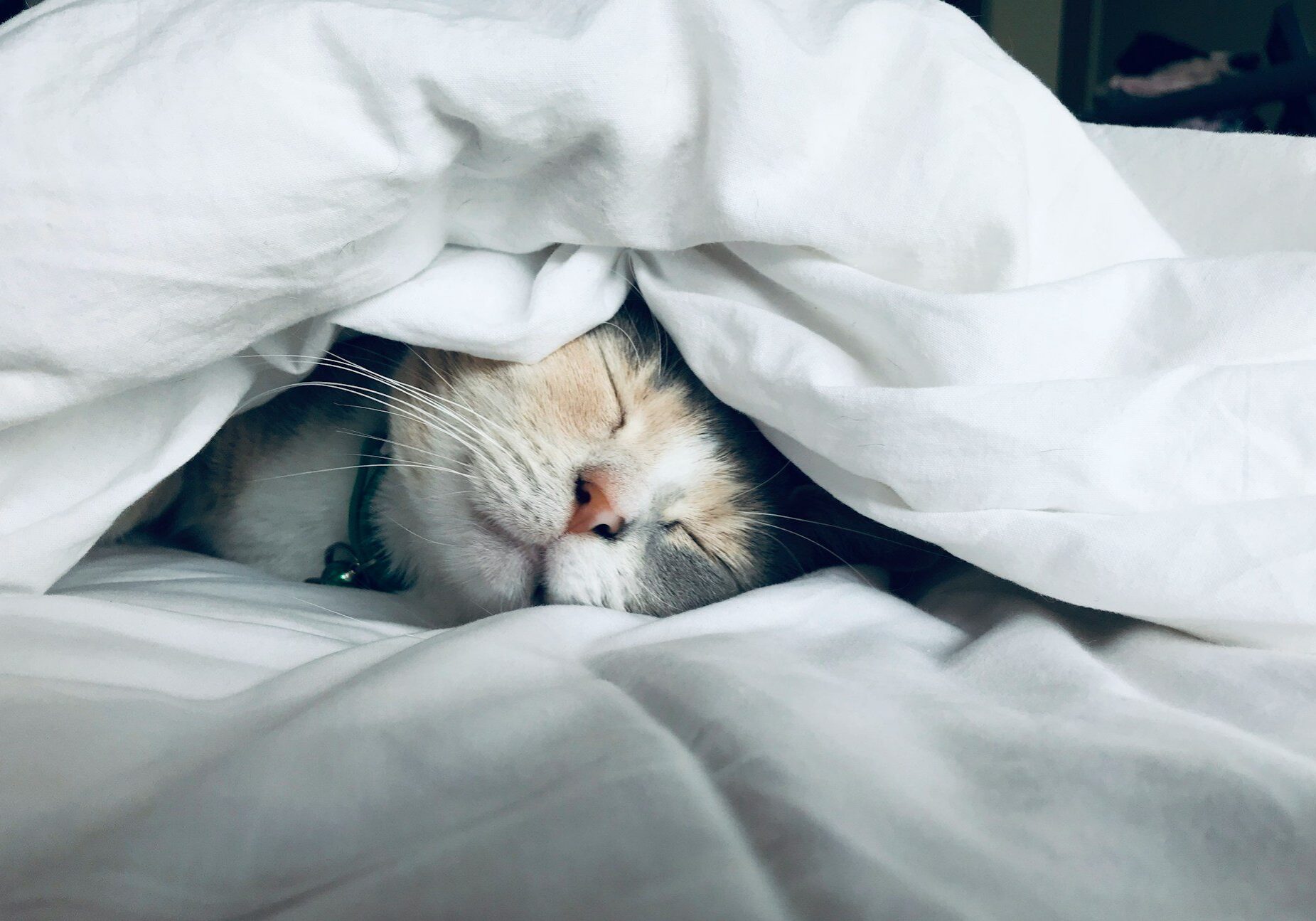 white and tan cat sleeping under a white blanket with only their face showing