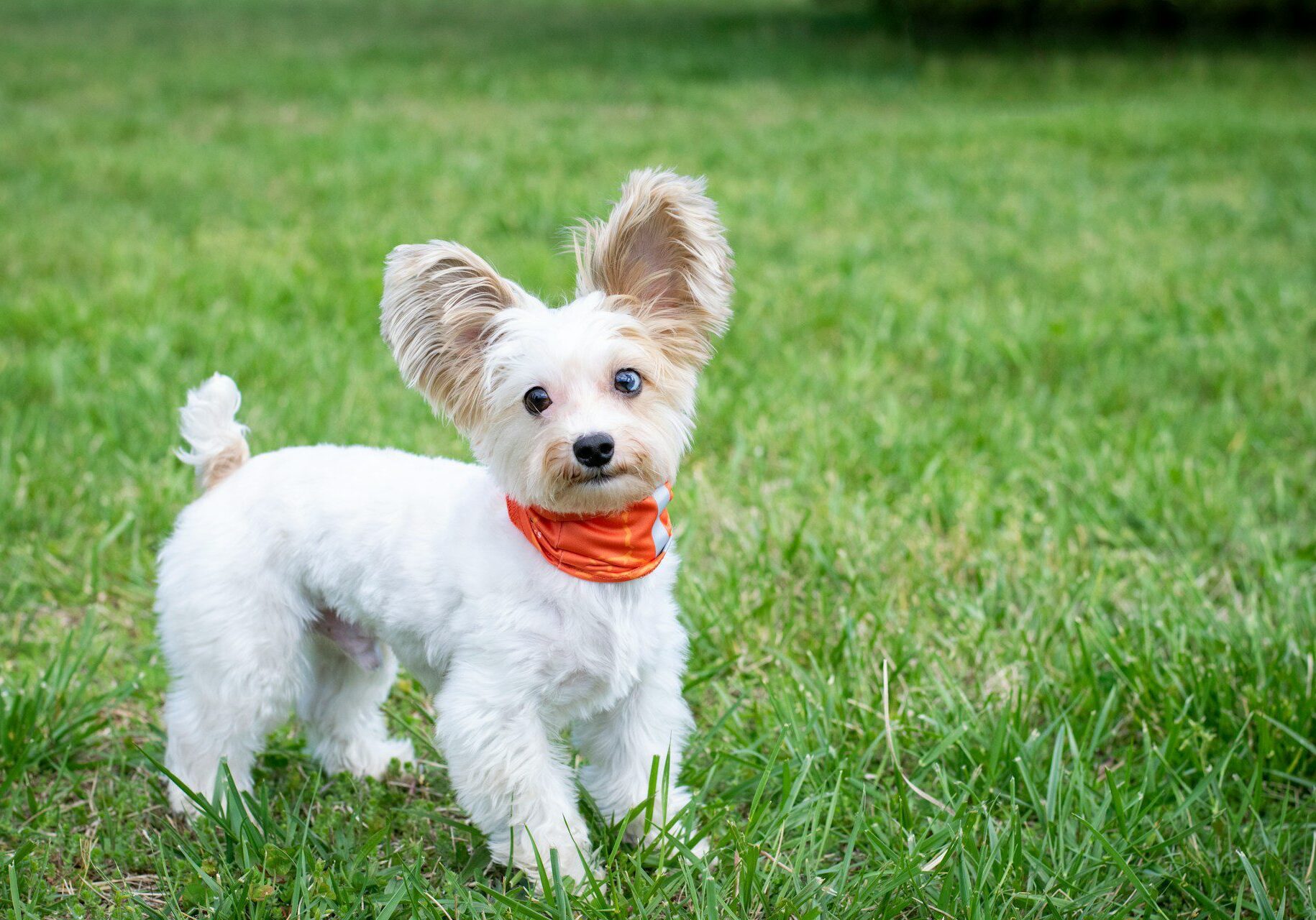 white puppy wearing an orange bandana and playing in the grass outside