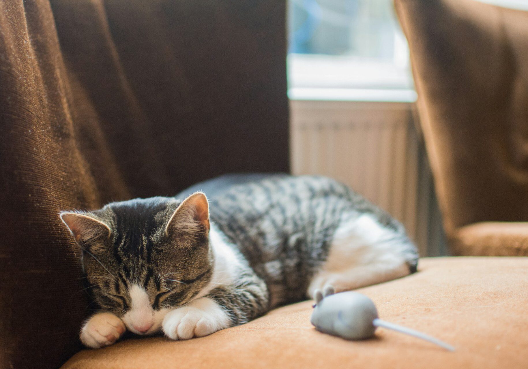 grey and white cat sleeping on a chair with a cat toy next to them