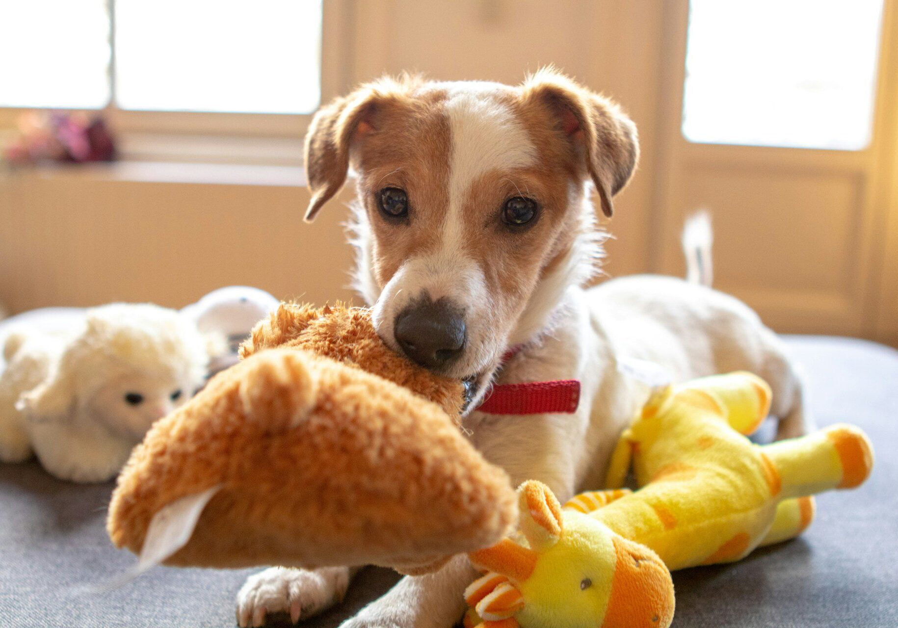 tan and white puppy playing with stuffed toys on the floor