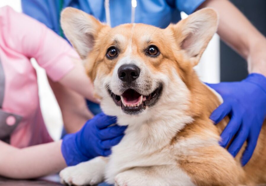 vets examining corgi dog while it lays on the exam table at clinic
