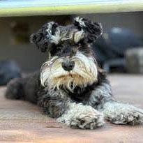 miniature schnauzer