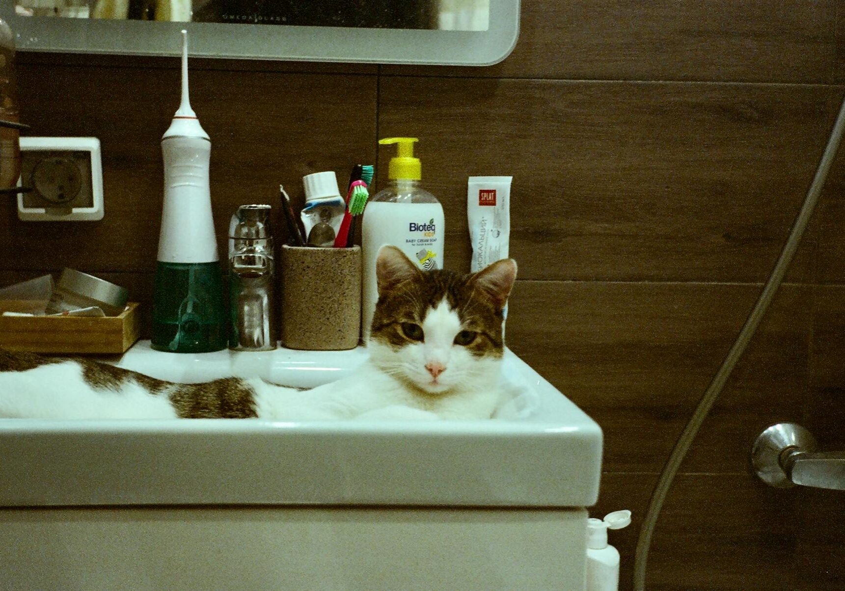 cat laying down in the bathroom sink