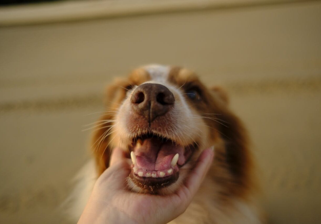 Brown Dog Waiting For Veterinary Dental Cleaning