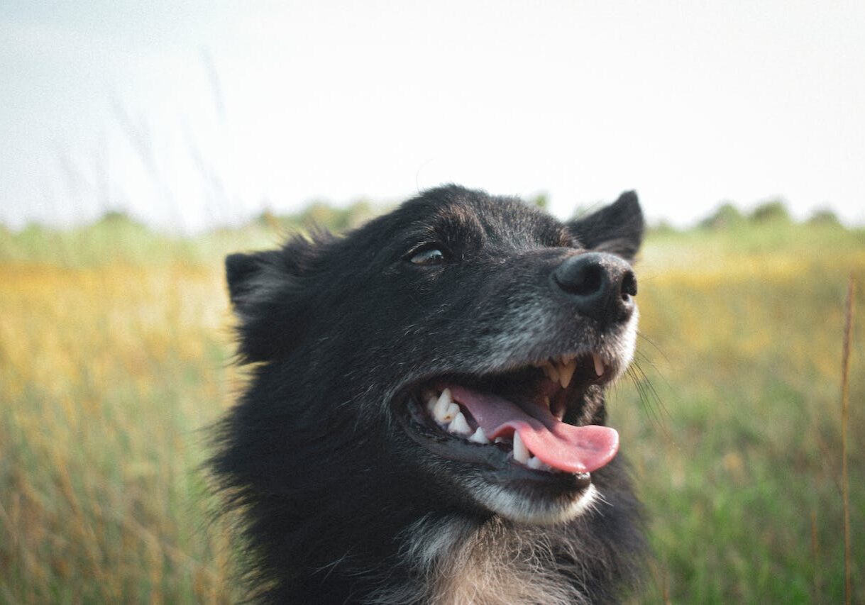 Dog In Grassy Field