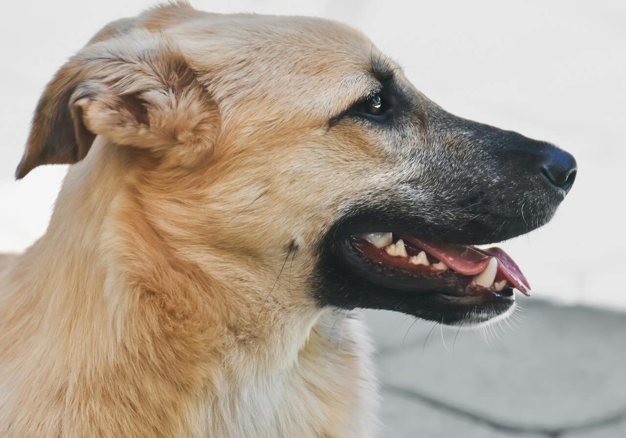 A Dog With Discolored Teeth