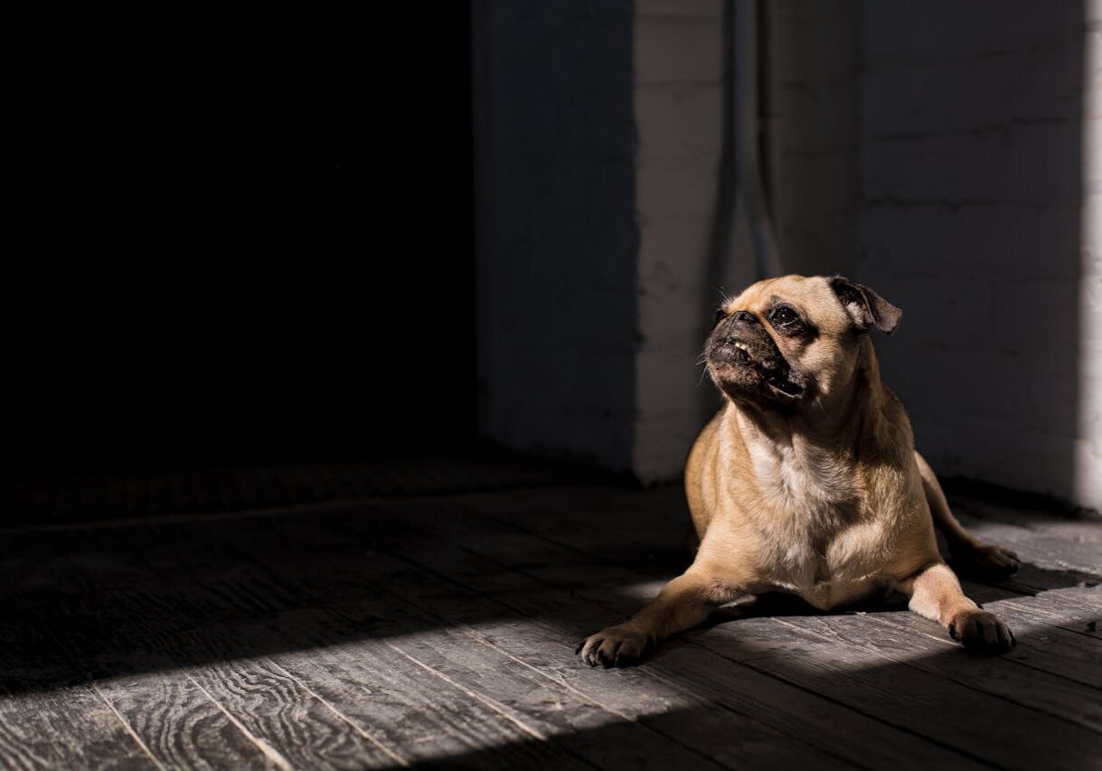 Pug With Abnormal Bite