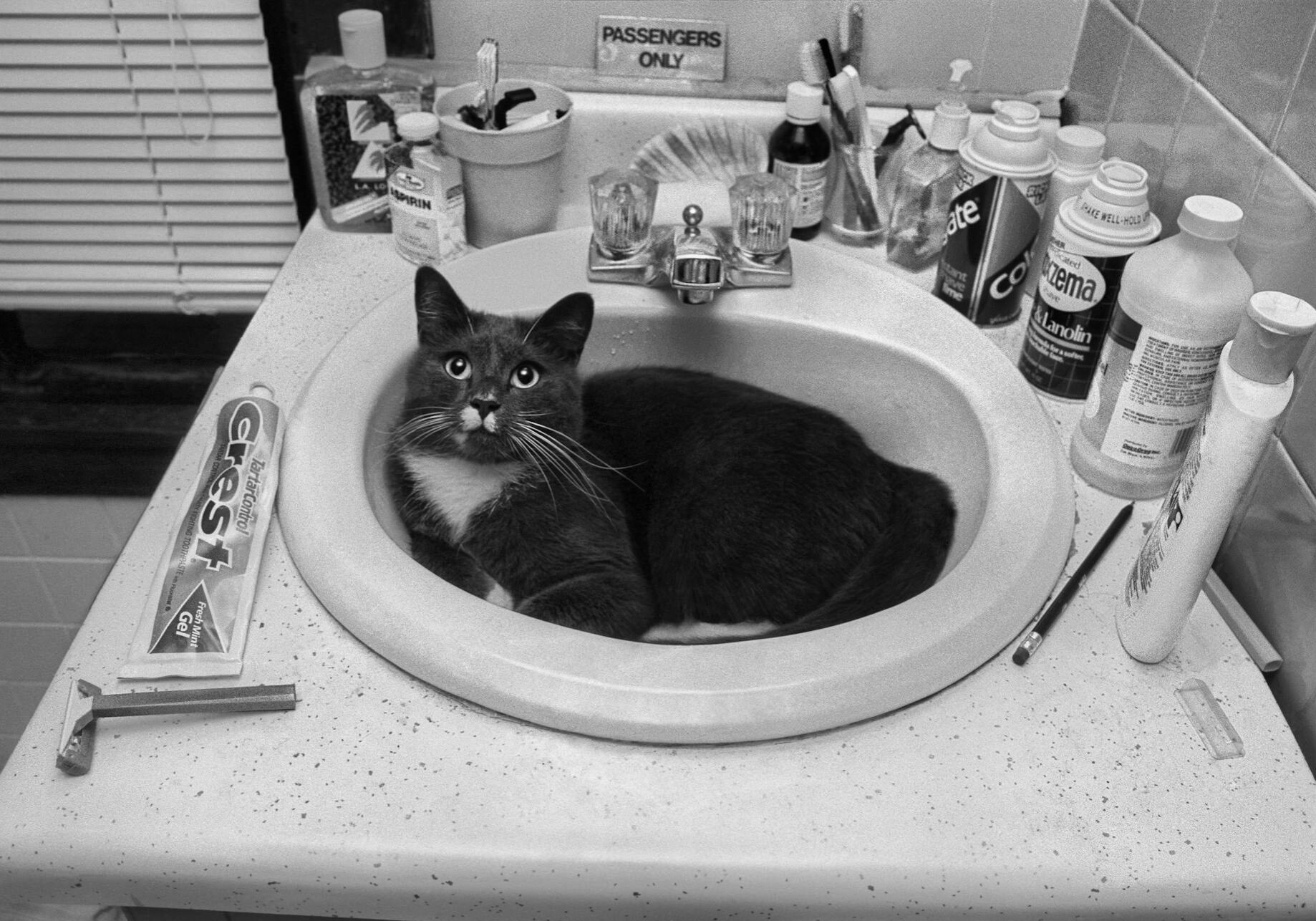 cat laying in the bathroom sink
