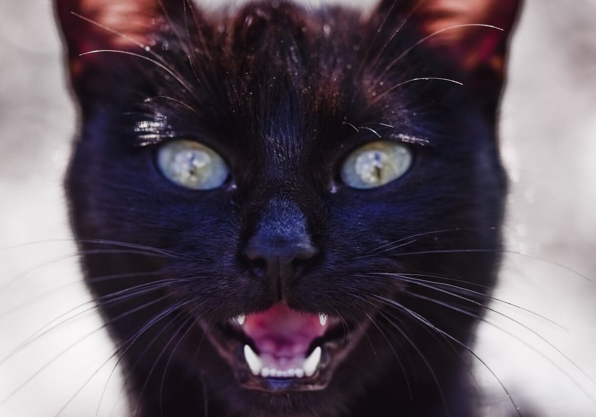 closeup of a black cats face