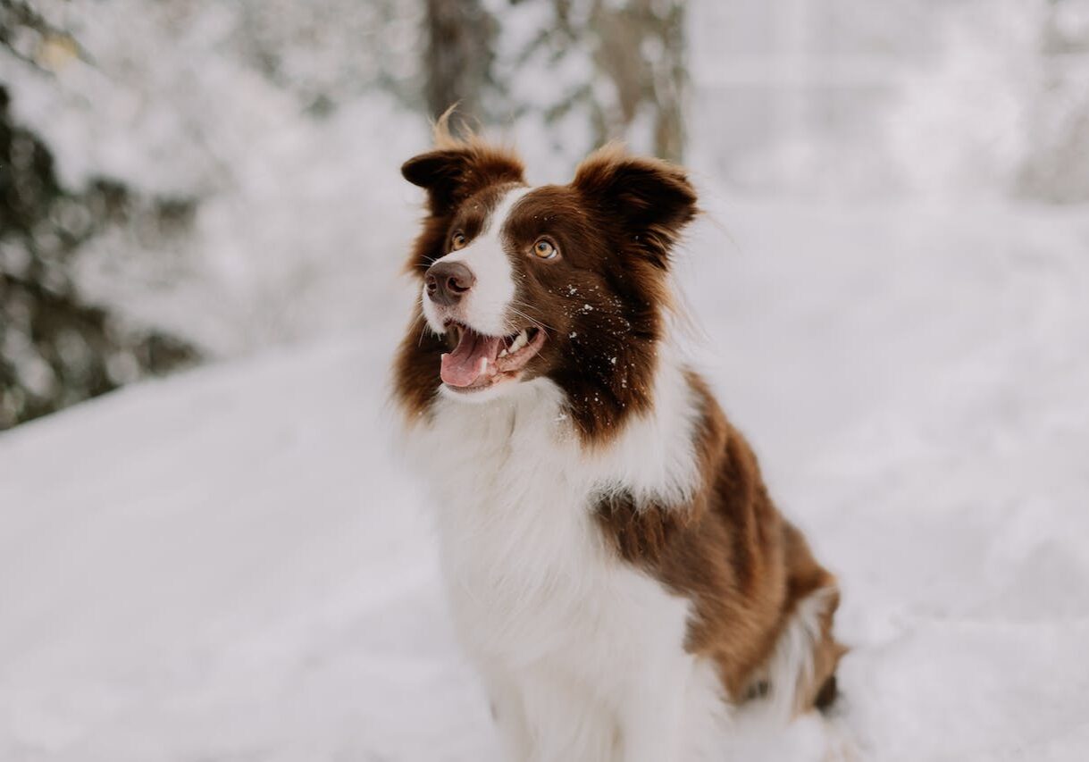 white and brown dog playing outside in the snow