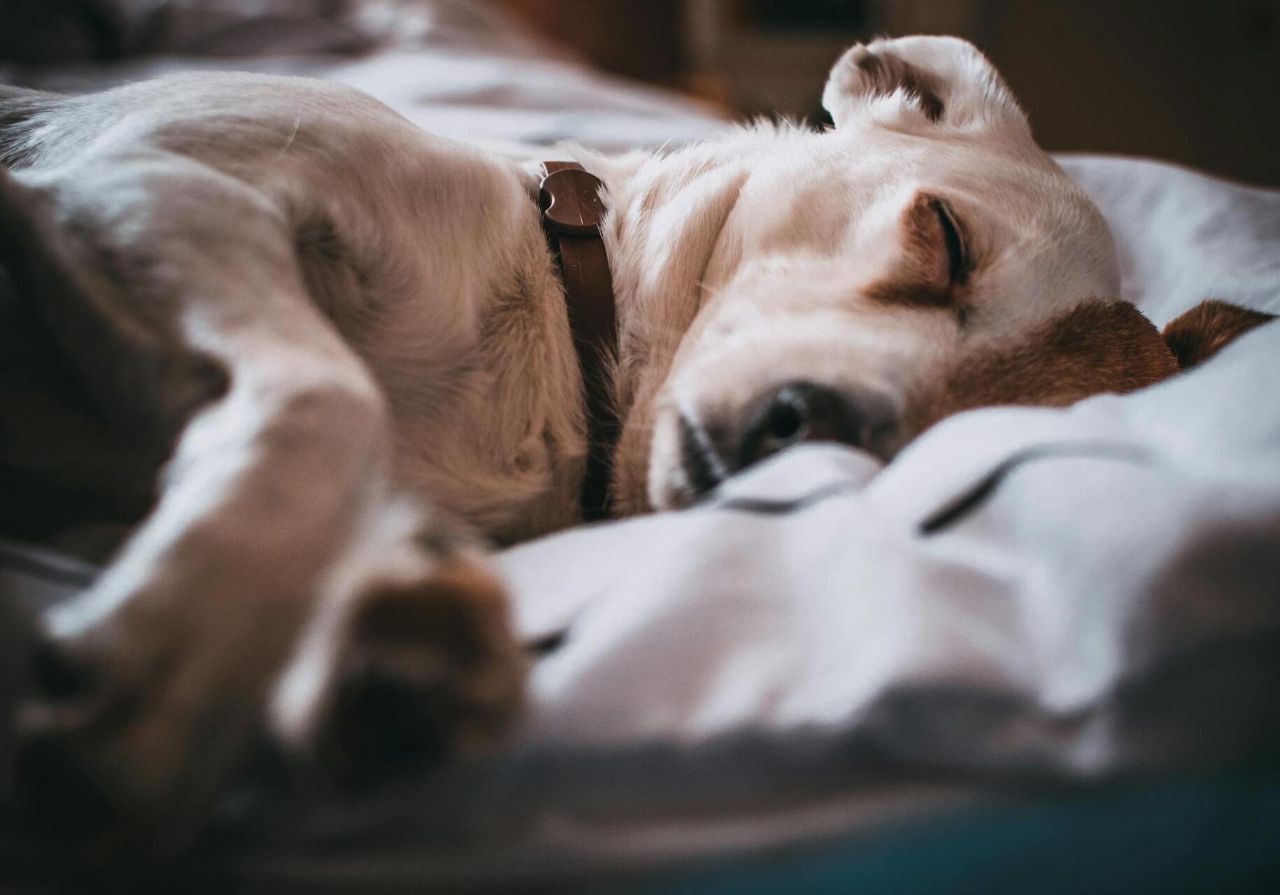 dog sleeping in their pet owners bed