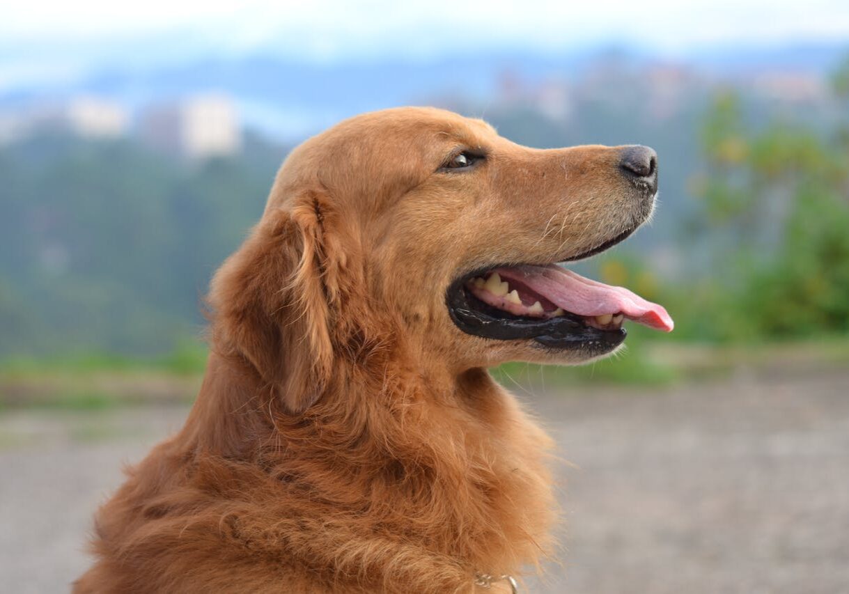 happy looking dog sitting outside
