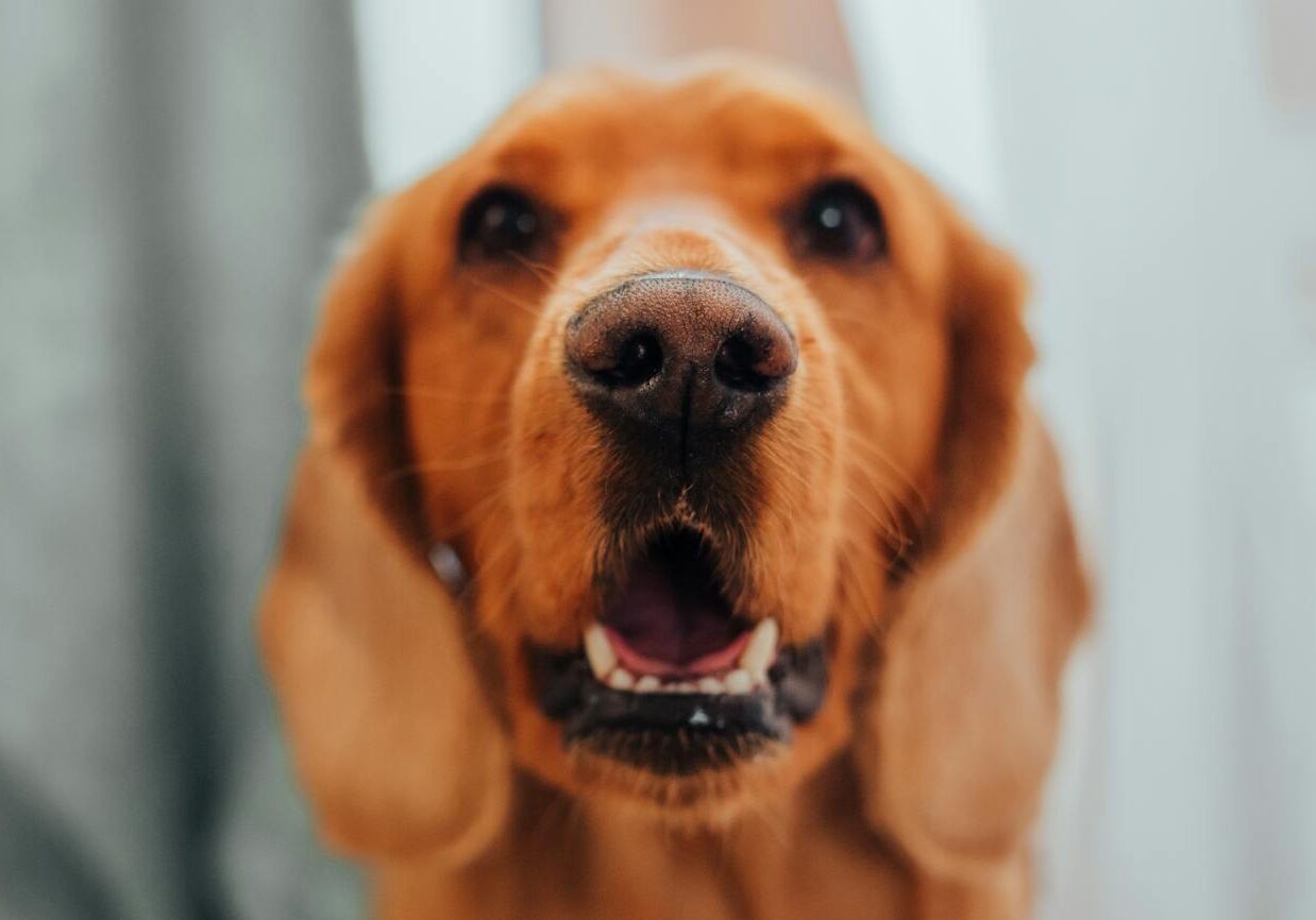 Dog With Healthy Teeth And Gums