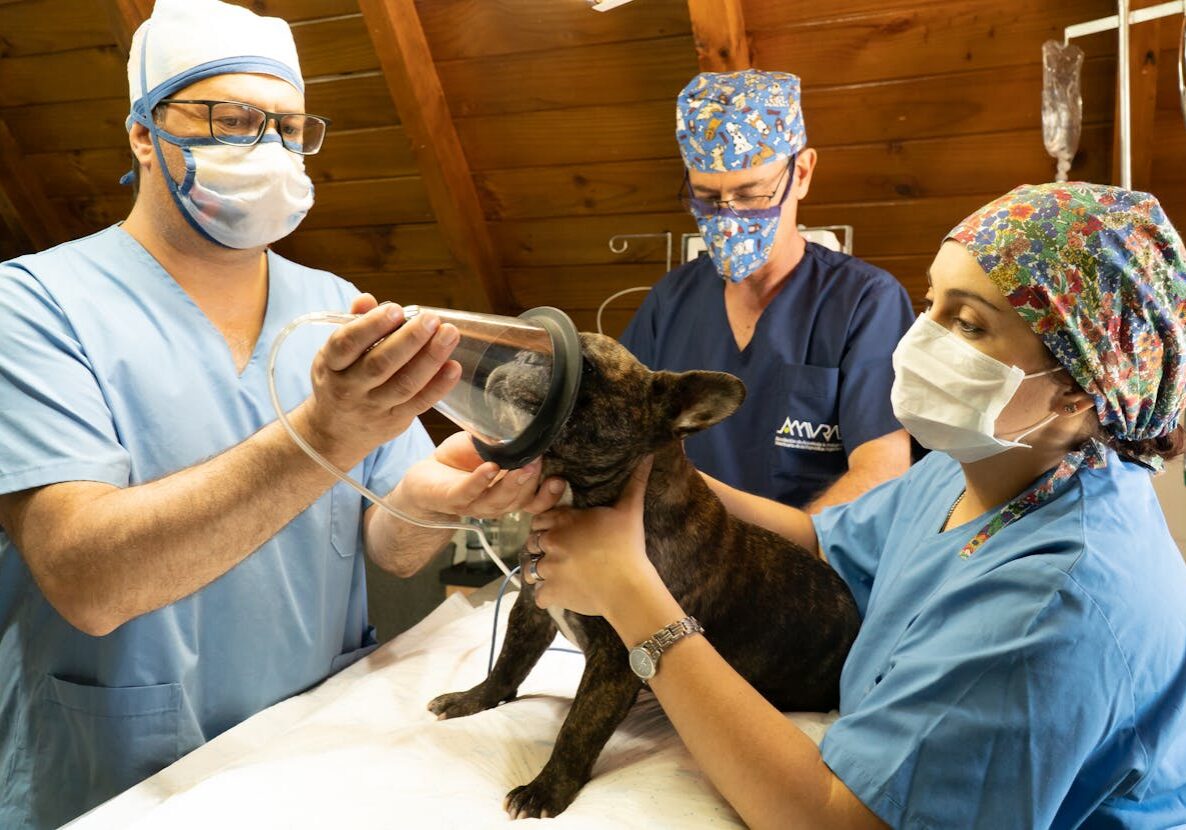 three veterinarians with a small dog and getting ready for surgery