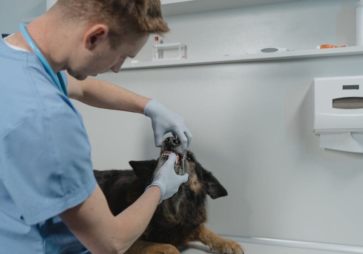 veterinarian checking a dogs teeth during an exam