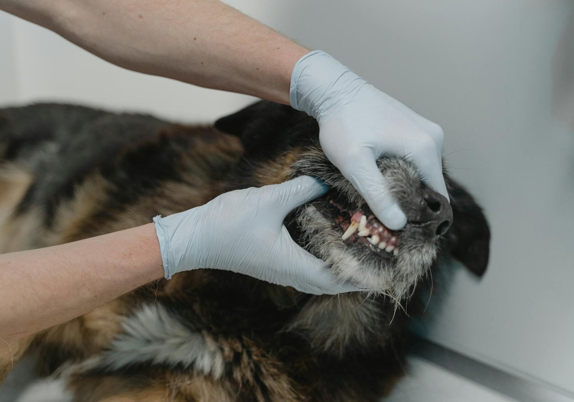 veterinarian examining a dogs teeth