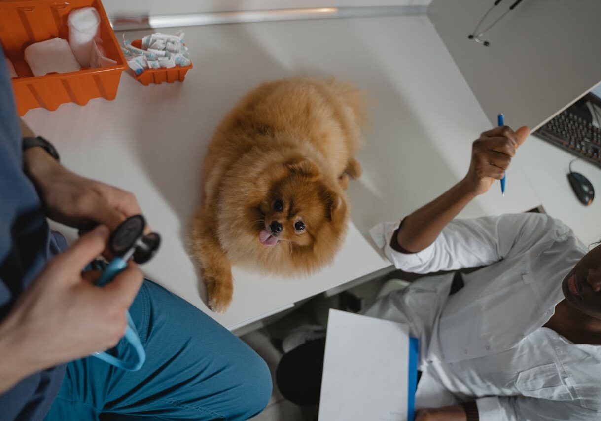 small dog with two veterinarians during an exam