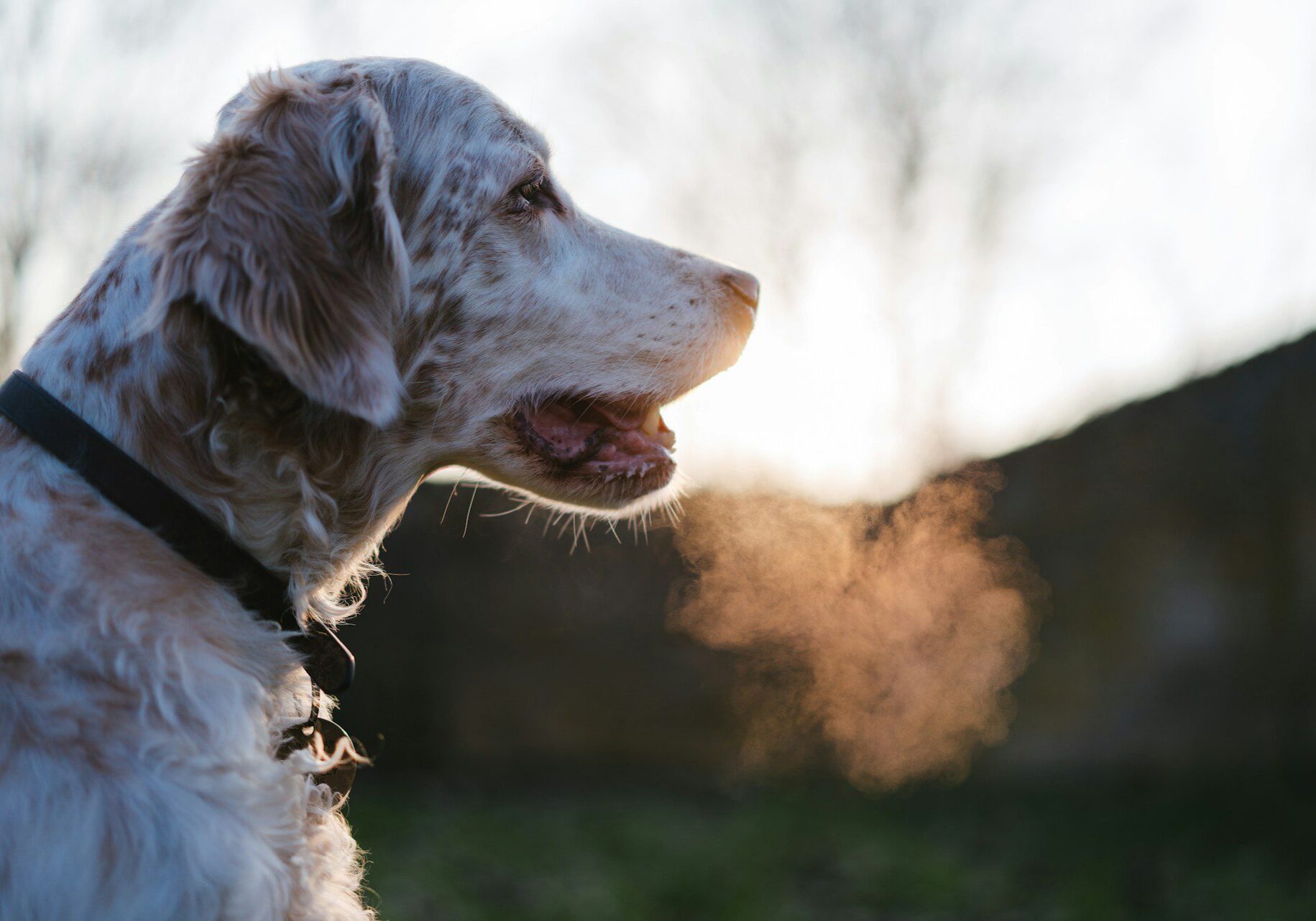 dog on walk outside in the morning on a cold day