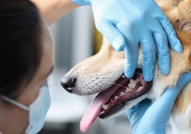 veterinarian looking at a dogs back teeth during an exam
