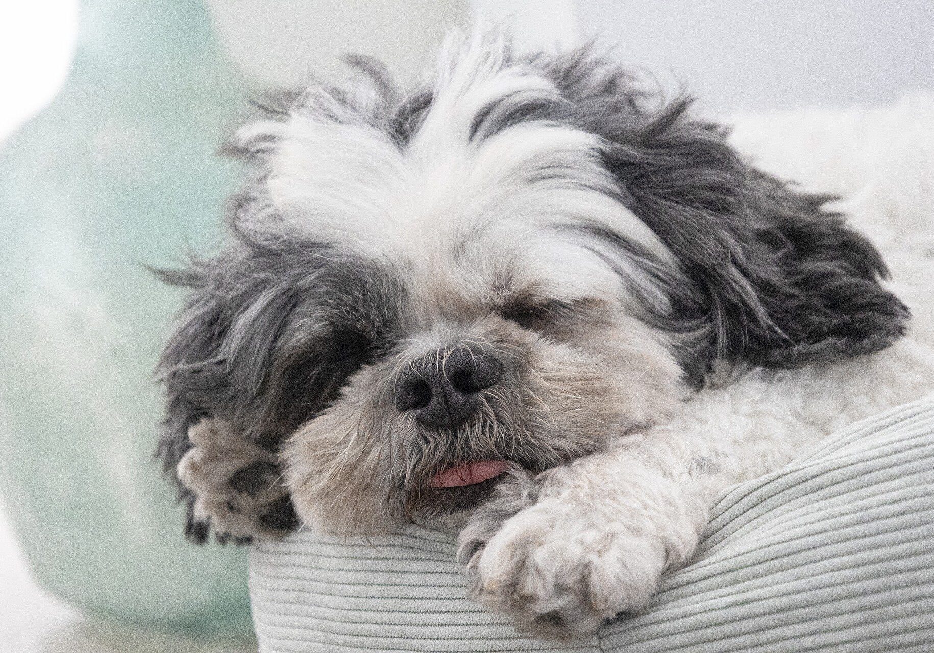 white and grey shih tzu dog sleeping