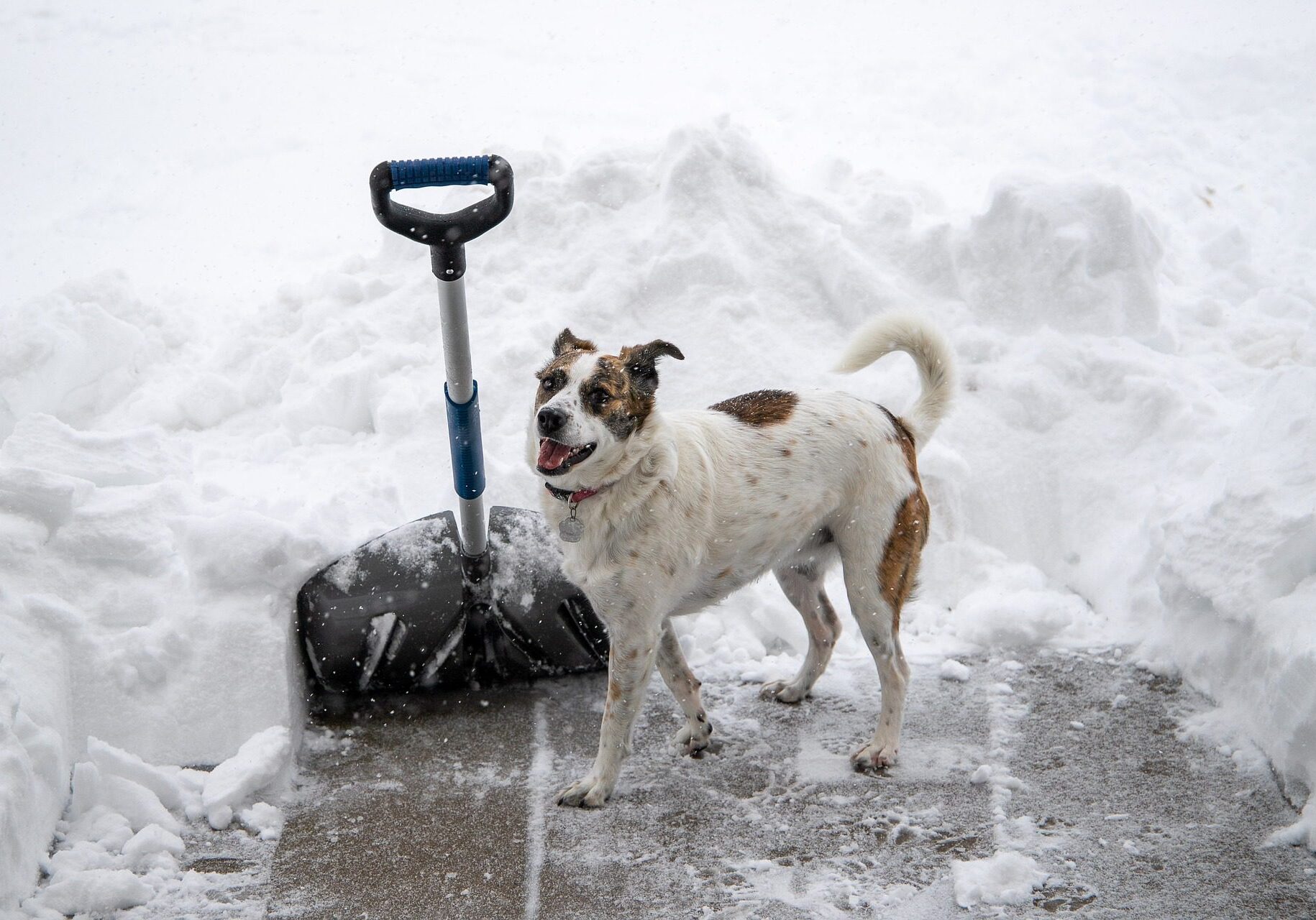 dog outside next to a pile of snow and a snow shovel