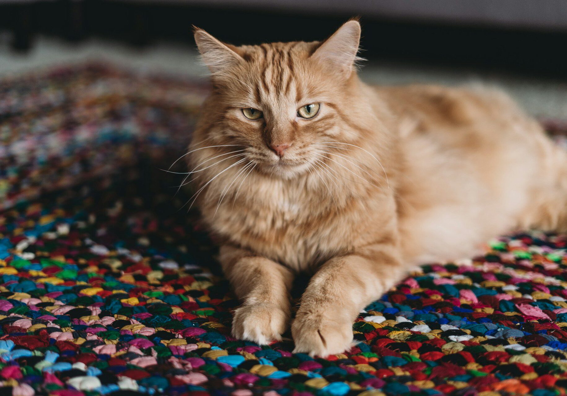 tan colored cat laying down on the carpet