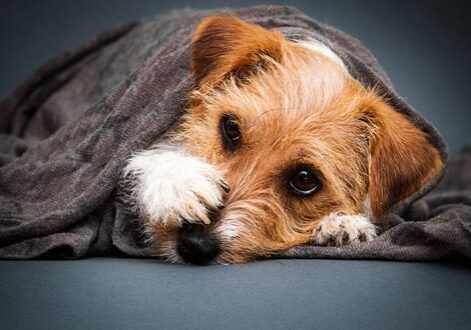tan and white dog laying under a grey blanket