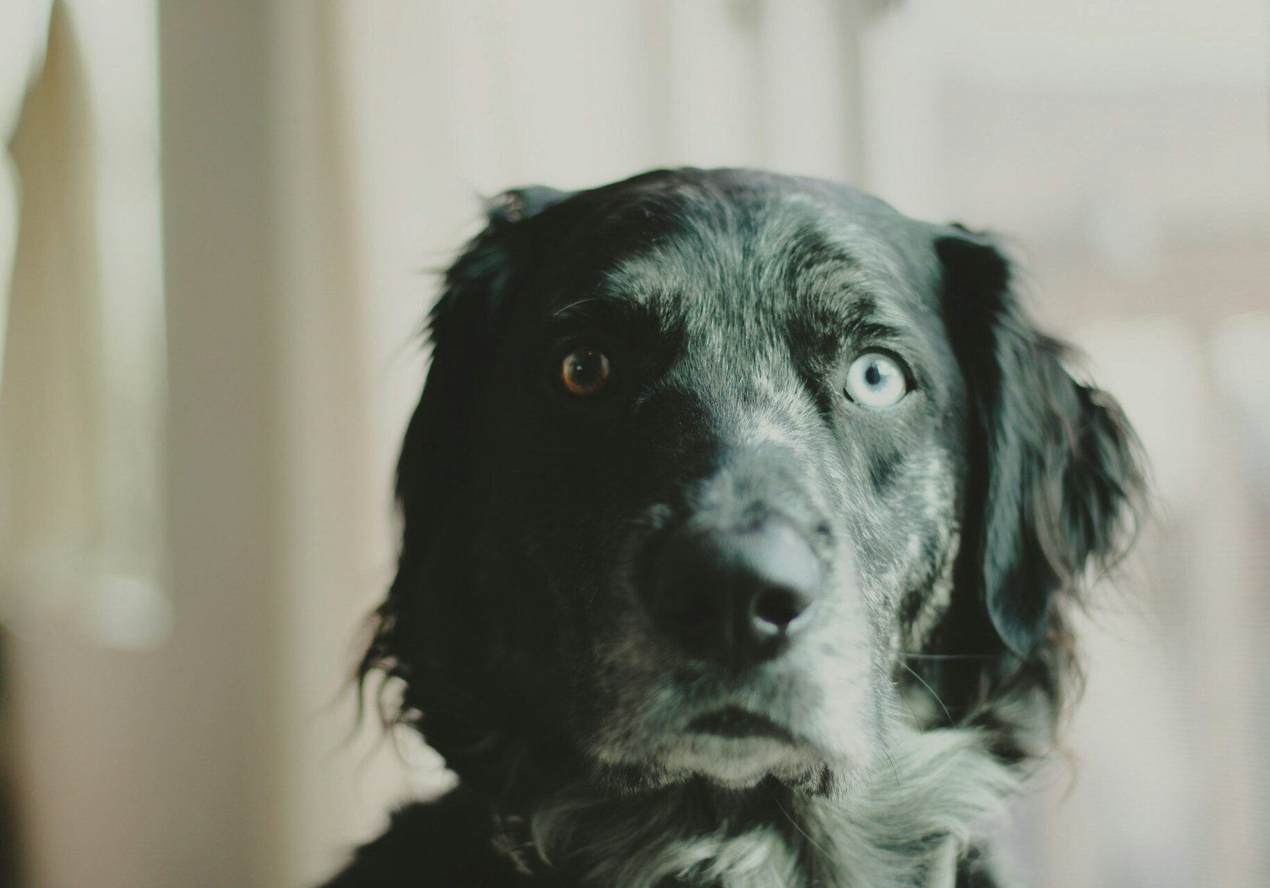 black dog that has a brown eye and a blue eye