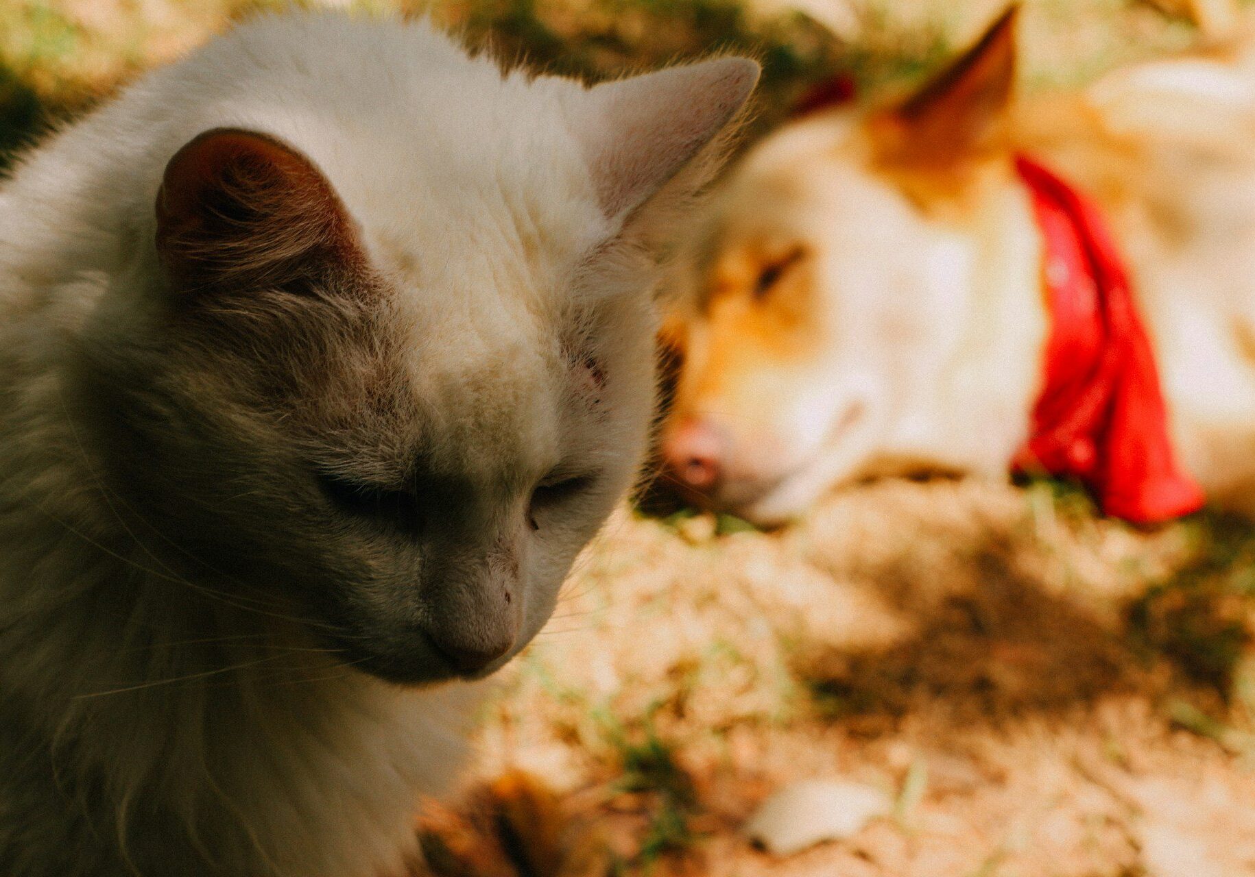 cat and dog sleeping together