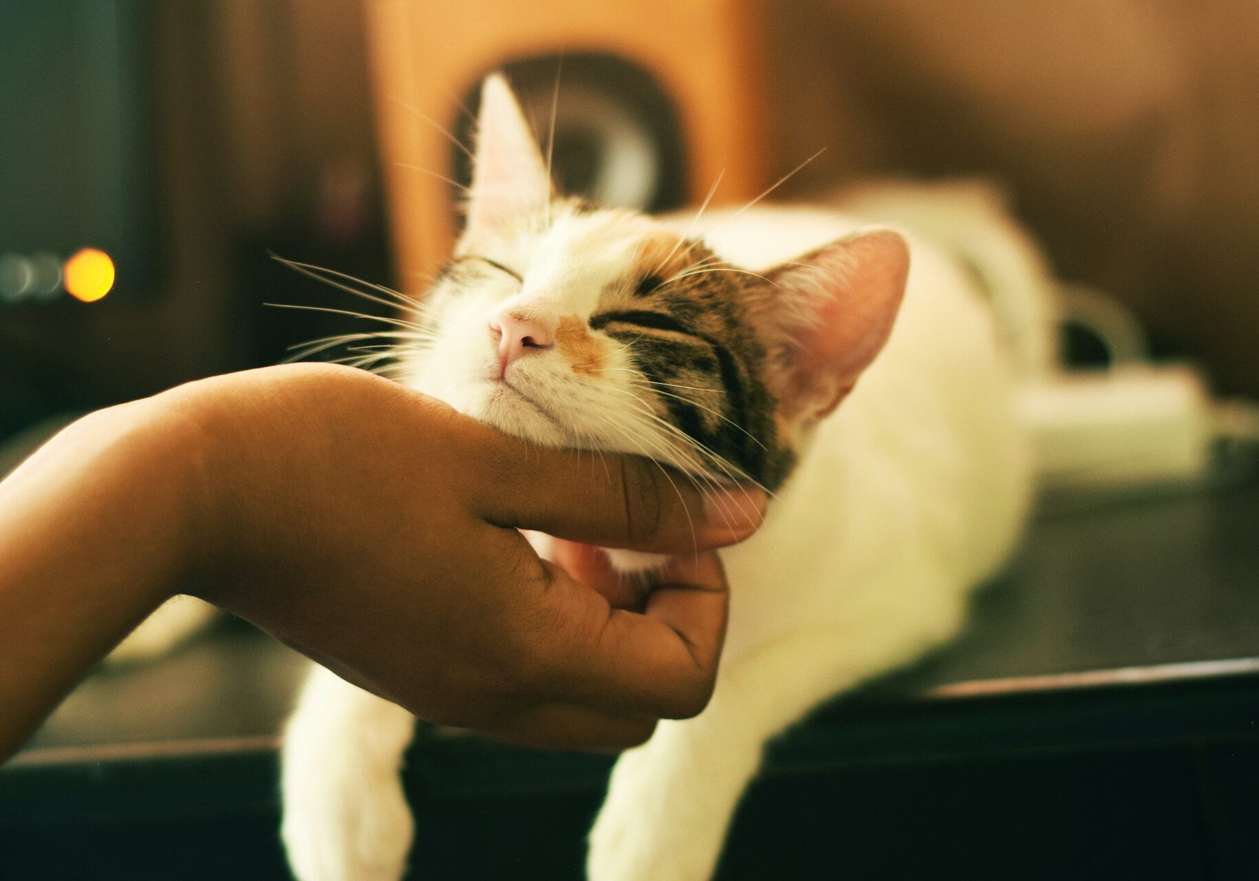 cat laying on the table while their owner scratches under their chin