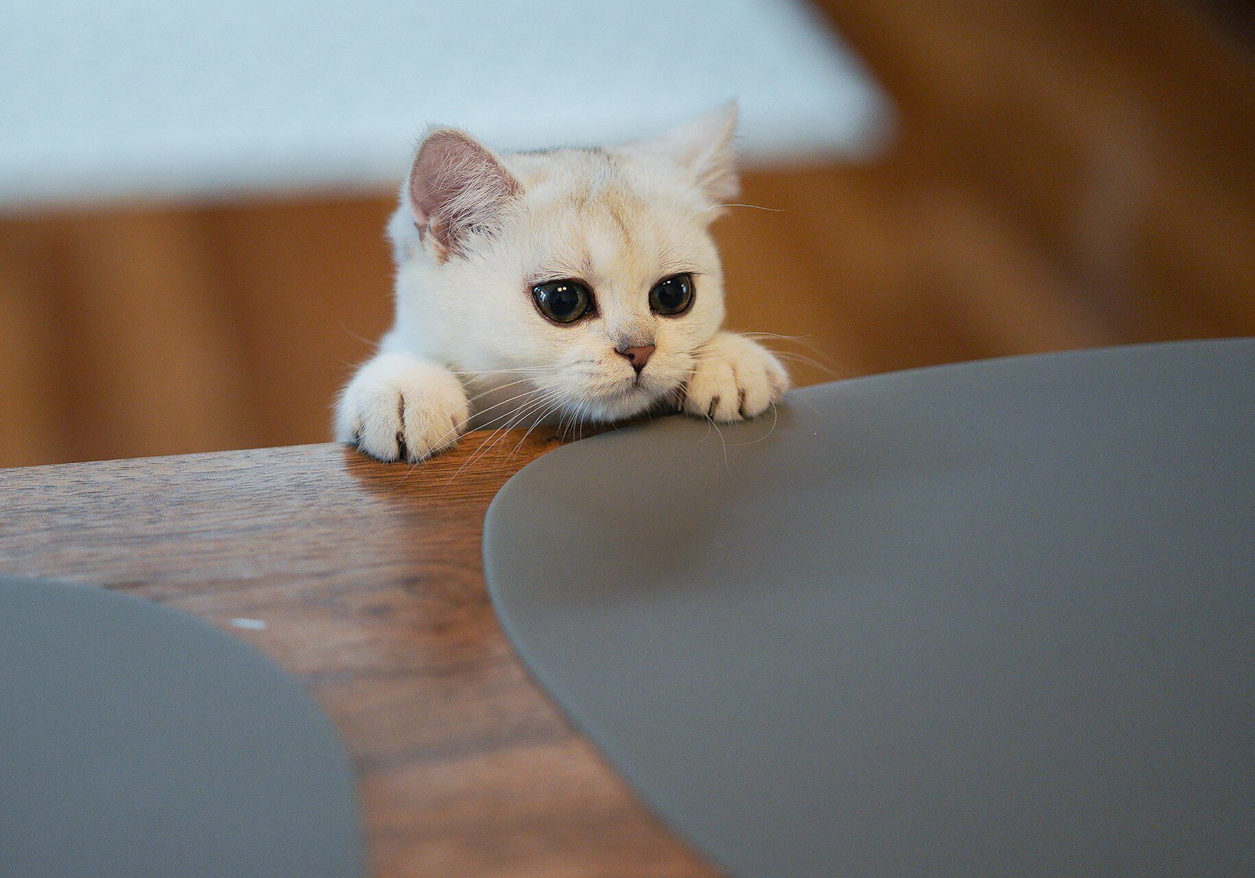 small white cat trying to get on the table